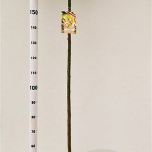 Salix integra 'Hakuro-nishiki' 150 cm stam 7,5L