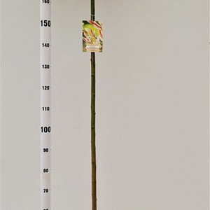 Salix integra 'Hakuro-nishiki' 150 cm stam 7,5L