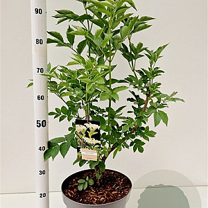 Salix nigra 100-125 cm 10L