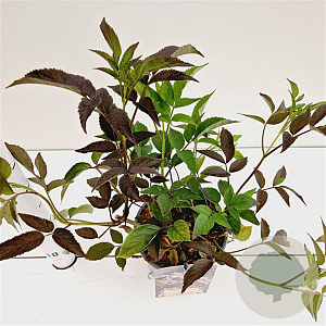 Sambucus nigra Black Beauty 30-40 cm 2,5L