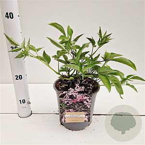 Sambucus nigra Black Beauty 30-40 cm 2,5L