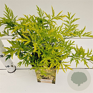 Sambucus nigra Golden Tower 30-40 cm 2,5L
