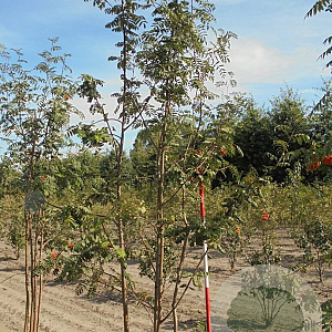Sorbus aucuparia 350-400 cm draadkluit meerstammig