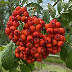 Sorbus aucuparia 12-14 HO draadkluit 3 X verplant