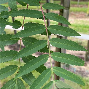 Sorbus aucuparia 16-18 HO draadkluit 3 X verplant