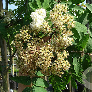 Sorbus auc. 'Rossica Major' 10-12 HO container 