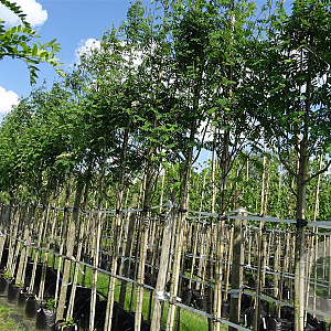 Sorbus auc. 'Rossica Major' 10-12 HO container 