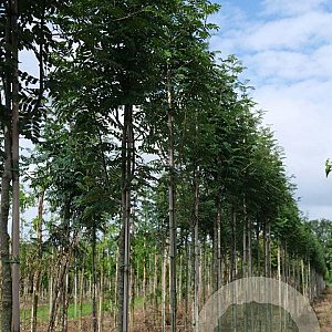 Sorbus auc. 'Sheerwater Seedling' 12-14 HO draadkluit