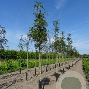 Sorbus 'Dodong' 14-16 HO draadkluit