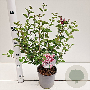 Syringa meyeri Flowerfesta Pink 30-40 cm 2,5L