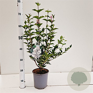 Syringa meyeri Flowerfesta White 25-30 cm 2,5L