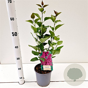 Syringa v. 'Charles Joly' 30-40 cm 2,5L