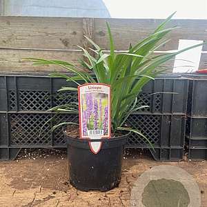Liriope muscari 'Moneymaker' GM 2,0L