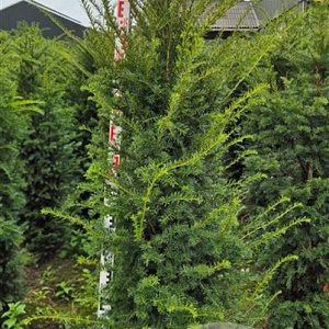 Taxus baccata 160-180 cm met kluit