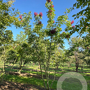 Tetradium daniellii 450-500 cm draadkluit meerstammig