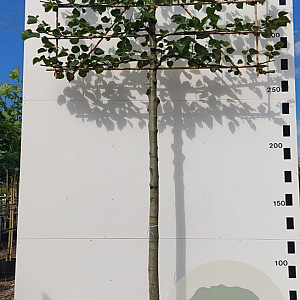 Tilia cordata 12-14 HO container lei 180x120 180 cm stam