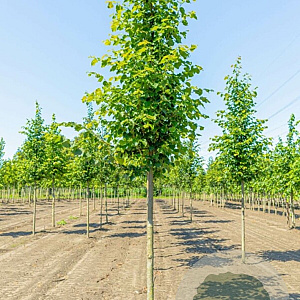 Tilia cordata 12-14 HO draadkluit