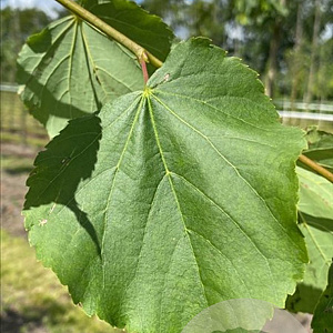 Tilia cordata 12-14 HO draadkluit 3 X verplant