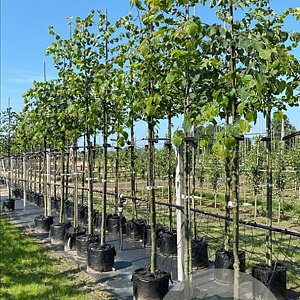 Tilia cordata 12-14 HO container
