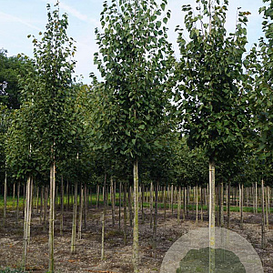 Tilia cordata 'Greenspire' 16-18 HO draadkluit