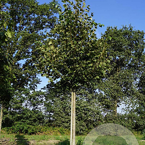 Tilia cordata 'Greenspire' 18-20 HO draadkluit