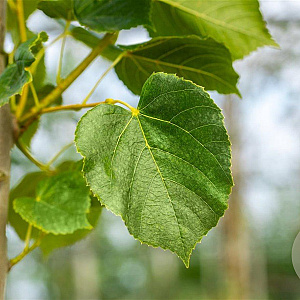 Tilia europaea 'Euchlora' 10-12 HO draadkluit