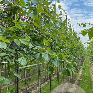 Tilia europaea 'Euchlora' 18-20 HO draadkluit verplant