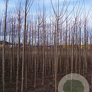 Tilia europaea 'Pallida' 12-14 HO draadkluit