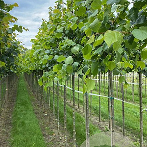 Tilia europaea 'Pallida' 16-18 HO draadkluit 3 X verplant