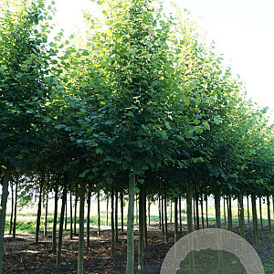Tilia europaea 'Pallida' 20-25 HO draadkluit