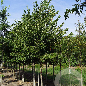 Tilia europaea 'Zwarte Linde' 14-16 HO draadkluit 3 X verplant