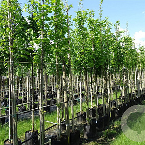 Tilia plat. 'Delft' 18-20 HO container 125 cm stam LEIVORM