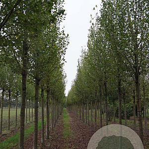 Ulmus 'Columella' 25-30 HO draadkluit