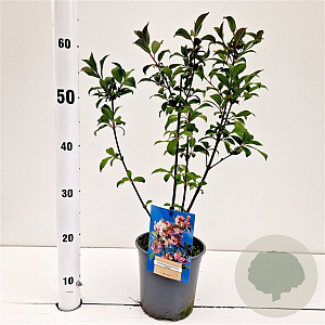 Viburnum bodn. 'Dawn' 30-40 cm 2,5L