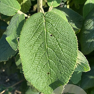 Viburnum lantana 150-175 cm draadkluit meerstammig 80-100 breed