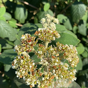 Viburnum lantana 150-175 cm draadkluit meerstammig 80-100 breed