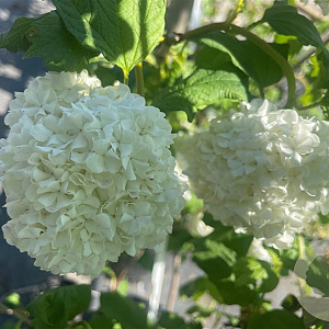 Viburnum opulus 'Roseum' 150-175 cm container struik C2