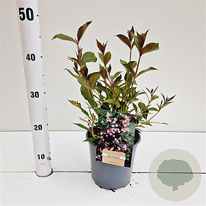 Weigela florida 'Nana Purpurea' 30-40 cm 2,5L