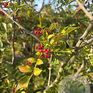 Zanthoxylum simulans 175-200 cm draadkluit meerstammig