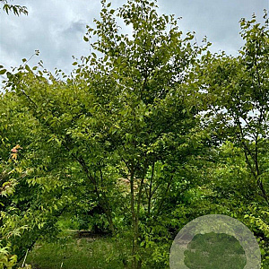 Zelkova serrata 300-350 cm draadkluit meerstammig