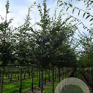 Zelkova serrata 12-14 HO draadkluit