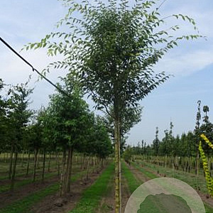 Zelkova serrata Green Vase 16-18 HO draadkluit