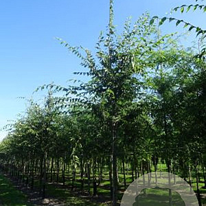 Zelkova serrata Green Vase 18-20 HO draadkluit 3 X verplant