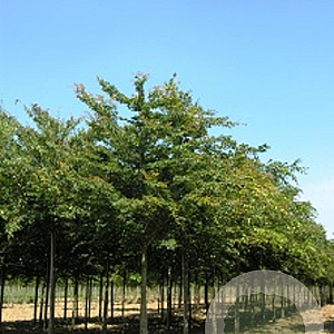Zelkova serrata 'Urban Ruby' 12-14 HO draadkluit 3 X verplant