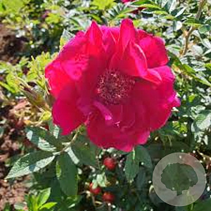 Rosa (R) Take It Easy GM C1.3