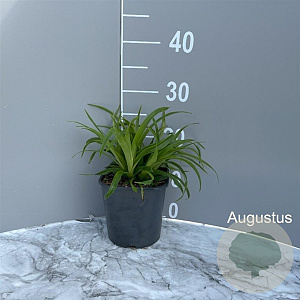 Luzula sylvatica 'Starmaker' GM 2,0L