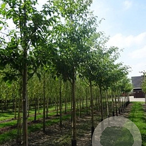 Cornus controversa 18-20 HO draadkluit