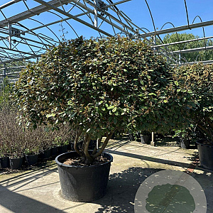 Elaeagnus ebbingei 175-200 cm container meerstammig