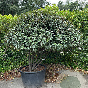 Elaeagnus ebbingei 175-200 cm container meerstammig