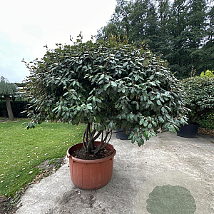 Elaeagnus ebbingei 175-200 cm container meerstammig